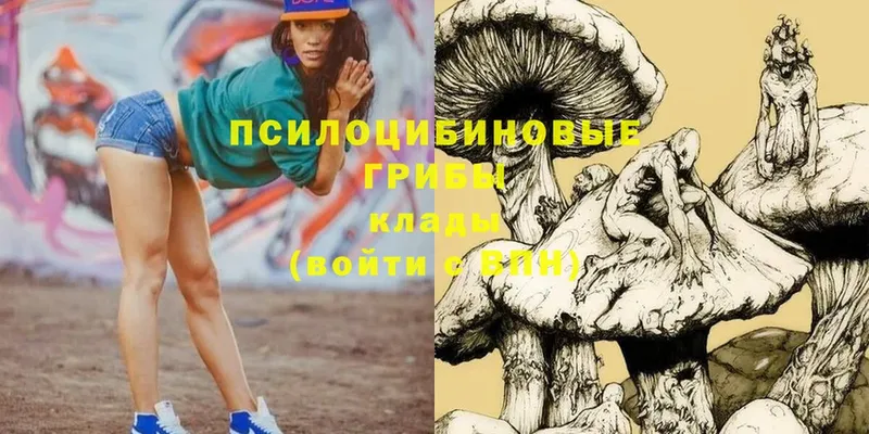 Галлюциногенные грибы Psilocybe  Гусь-Хрустальный 